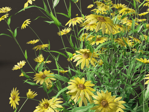 Helianthus microcephalus - Small-headed Sunflower Modelo 3D