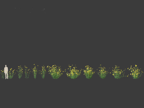 Helianthus microcephalus - Small-headed Sunflower Modelo 3D
