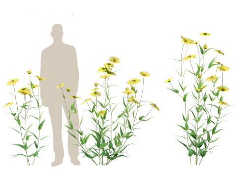Helianthus microcephalus - Small-headed Sunflower Modelo 3D