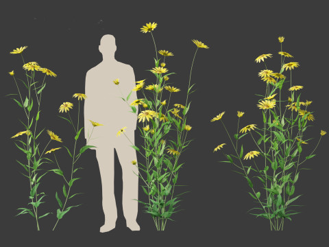 Helianthus microcephalus - Small-headed Sunflower Modelo 3D