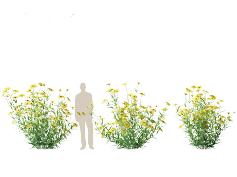 Helianthus microcephalus - Small-headed Sunflower Modelo 3D