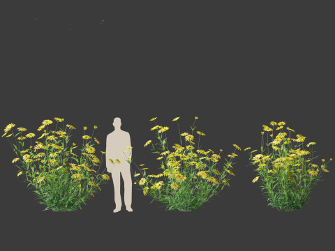 Helianthus microcephalus - Small-headed Sunflower Modelo 3D