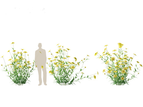 Helianthus microcephalus - Small-headed Sunflower Modelo 3D