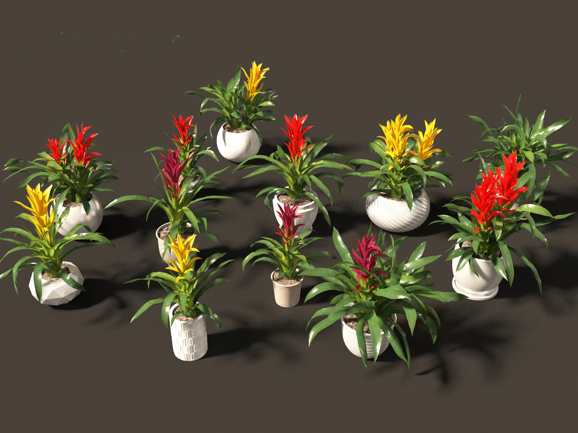 Guzmania - Scarlet star 3D Model .c4d .max .obj .3ds .fbx .stl .blend