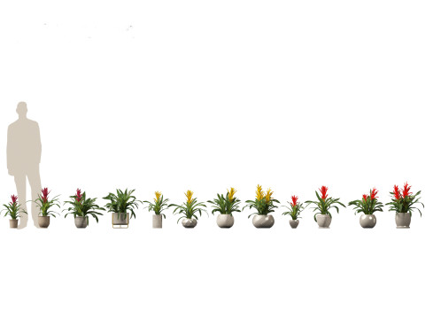 Guzmania - Scarlet star 3D Model