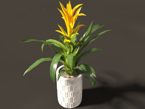Guzmania - Scarlet star 3D Model