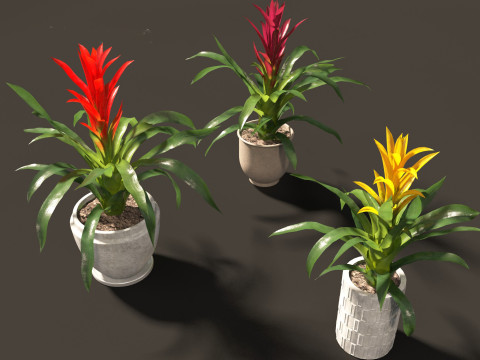 Guzmania - Scarlet star 3D Model