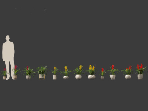 Guzmania - Scarlet star 3D Model