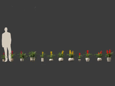 Guzmania - Scarlet star 3D Model