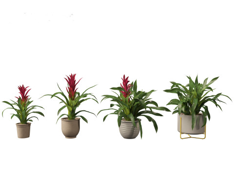 Guzmania - Scarlet star 3D Model
