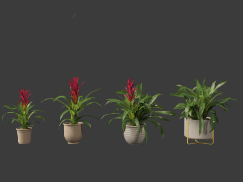 Guzmania - Scarlet star 3D Model