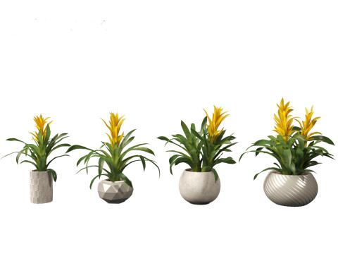 Guzmania - Scarlet star 3D Model