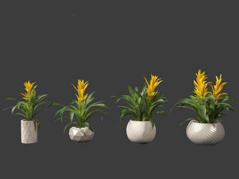 Guzmania - Scarlet star 3D Model