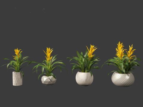 Guzmania - Scarlet star 3D Model