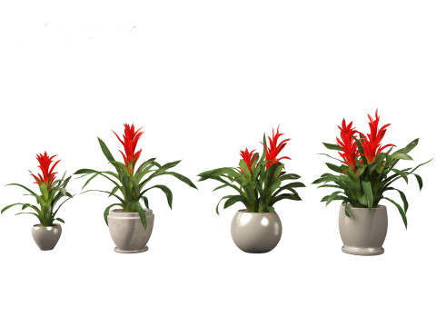 Guzmania - Scarlet star 3D Model