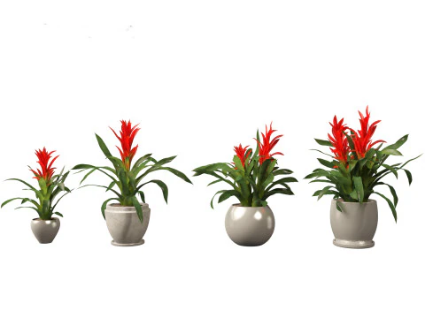 Guzmania - Scarlet star 3D Model