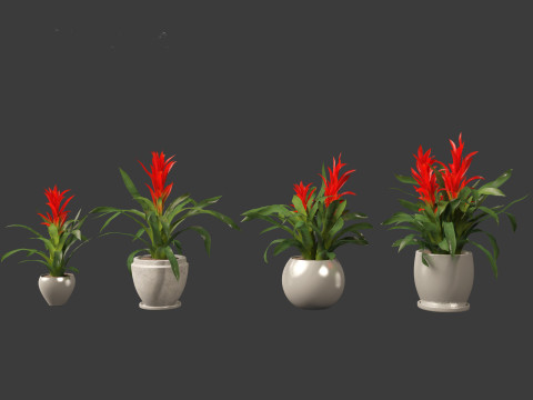 Guzmania - Scarlet star 3D Model