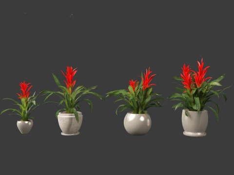 Guzmania - Scarlet star 3D Model