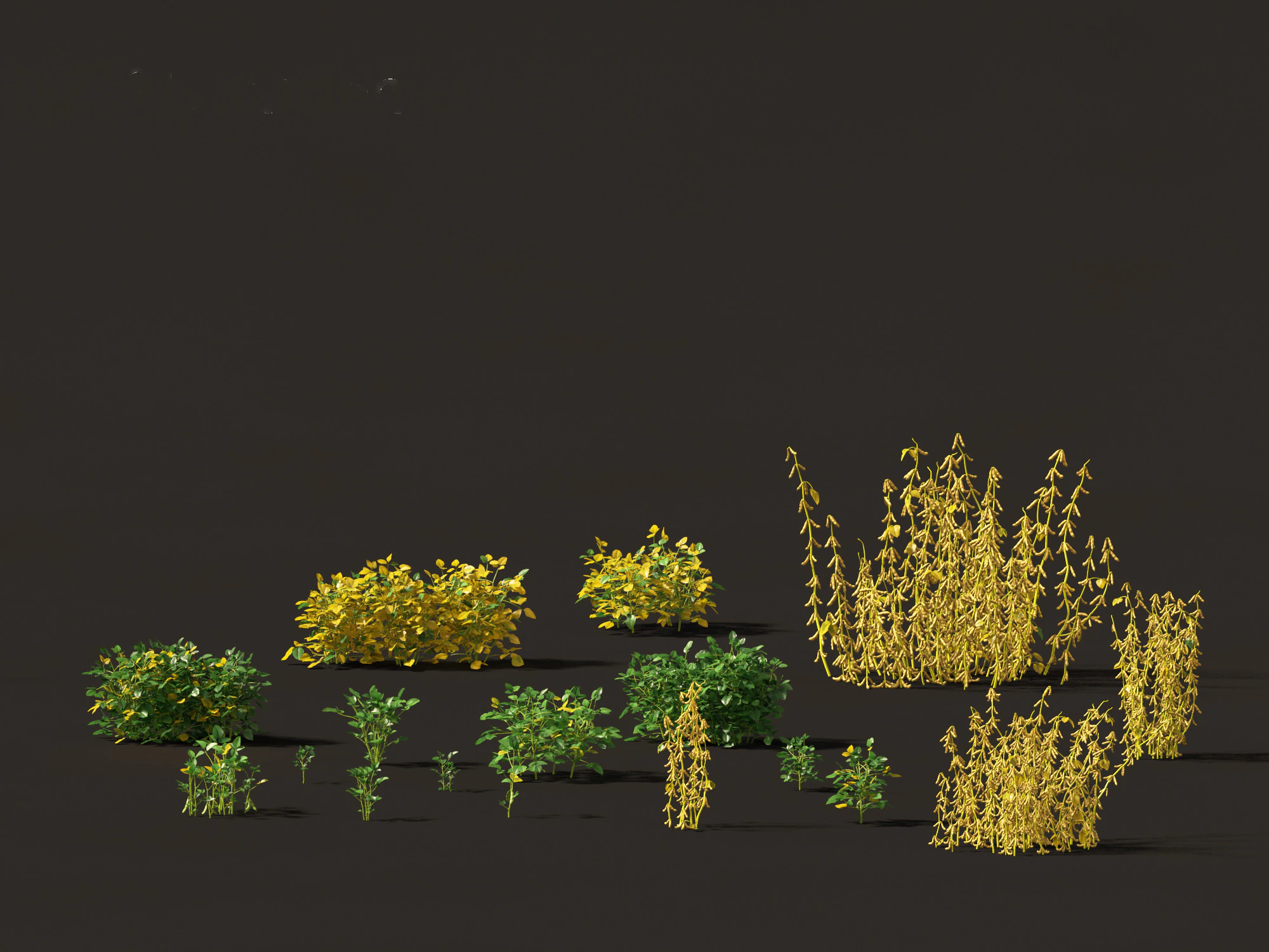 Glycine max - Soybean 3D Model .c4d .max .obj .3ds .fbx .stl .blend