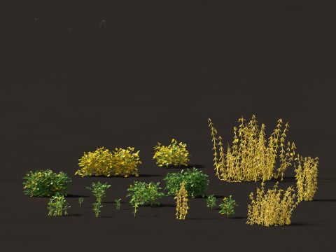 Glycine max - Soybean 3D Model