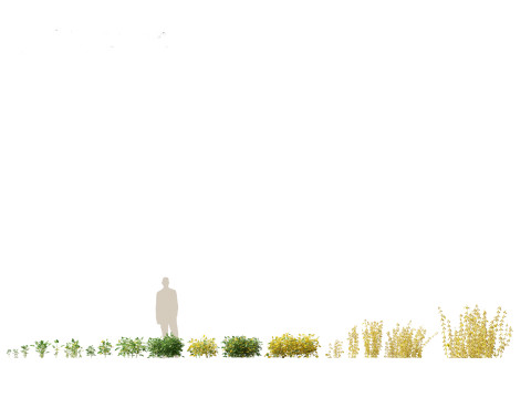 Glycine max - Soybean Modello 3D