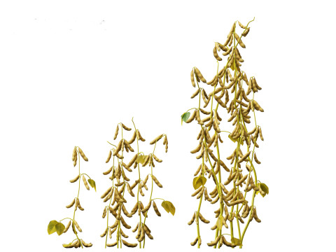 Glycine max - Soybean Modello 3D