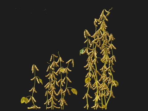 Glycine max - Soybean Modello 3D