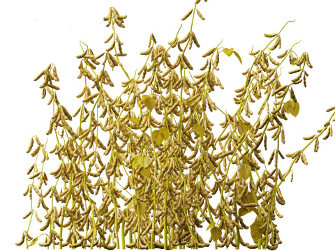 Glycine max - Soybean Modello 3D