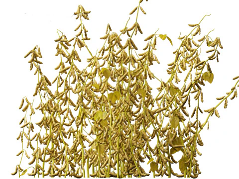 Glycine max - Soybean 3D Model