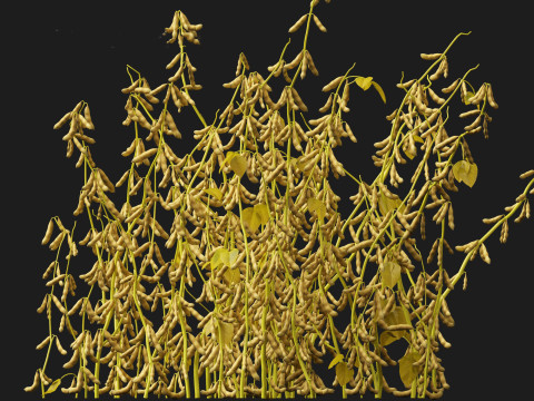 Glycine max - Soybean Modello 3D