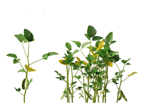 Glycine max - Soybean Modello 3D