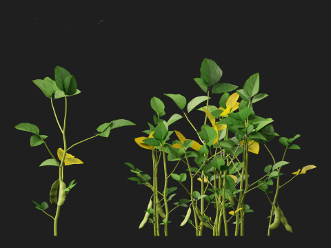 Glycine max - Soybean Modello 3D