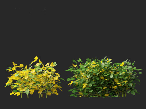 Glycine max - Soybean Modello 3D