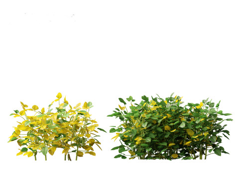Glycine max - Soybean Modello 3D