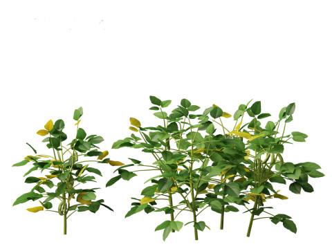 Glycine max - Soybean Modello 3D
