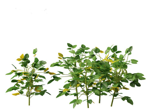 Glycine max - Soybean 3D Model