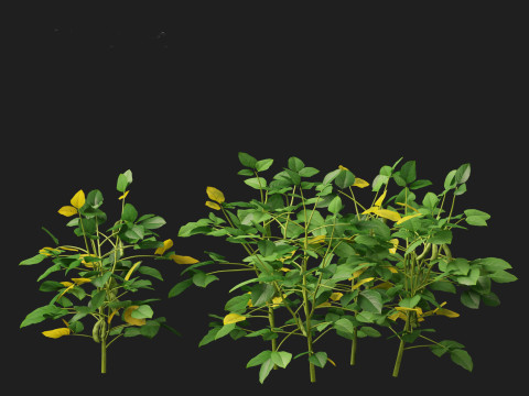 Glycine max - Soybean Modello 3D