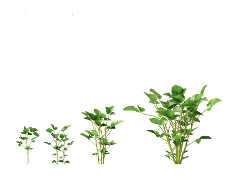 Glycine max - Soybean Modello 3D