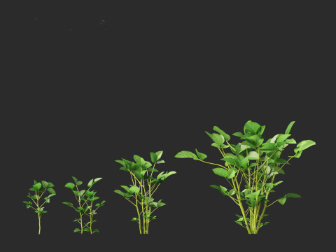 Glycine max - Soybean Modello 3D