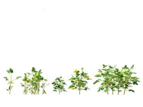 Glycine max - Soybean Modello 3D