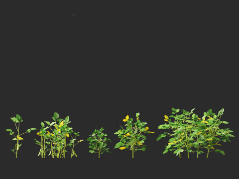 Glycine max - Soybean Modello 3D