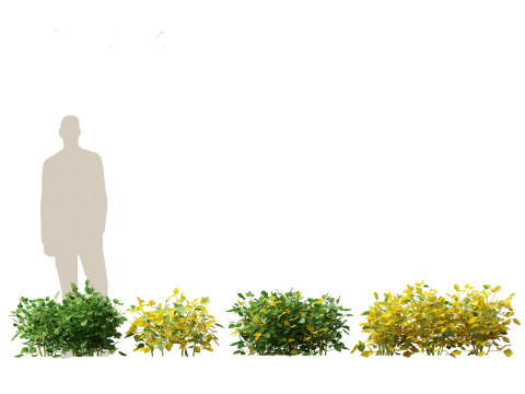Glycine max - Soybean Modello 3D
