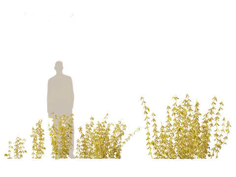 Glycine max - Soybean Modello 3D