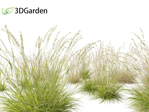Bouteloua curtipendula - Sideoats grama 01 3D Model