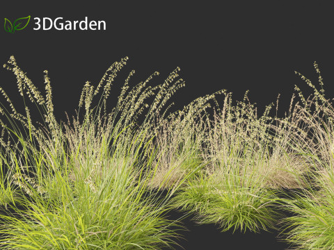 Bouteloua curtipendula - Sideoats grama 01 3D Модель