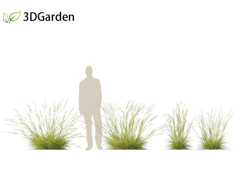 Bouteloua curtipendula - Sideoats grama 01 3D Модель