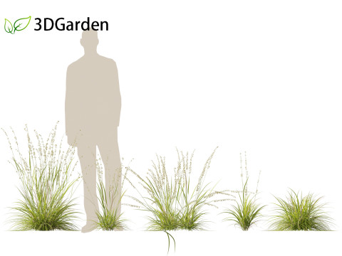 Bouteloua curtipendula - Sideoats grama 01 3D Модель