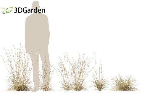 Bouteloua curtipendula - Sideoats grama 01 3D Модель