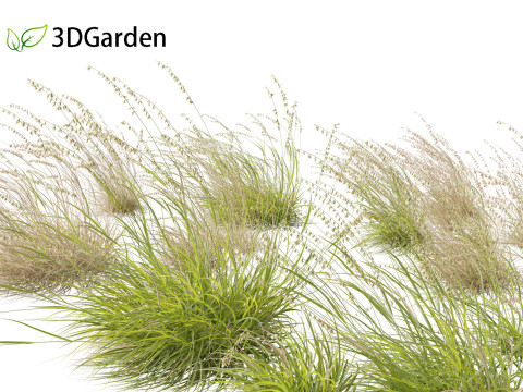 Bouteloua curtipendula - Sideoats grama 02 3D Model