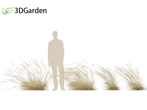 Bouteloua curtipendula - Sideoats grama 02 3D Model